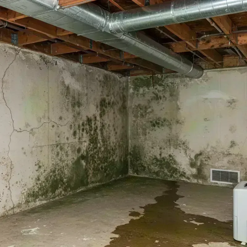 Professional Mold Removal in Gulfport, MS